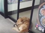 むにゅ〜っ！　自動ドアに挟まれるも、眠くて動きたくないワンちゃんが可愛い。