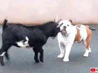 体格は互角。だがヤギのその技は犬には通用しなかった？頭突きを華麗に受け流すブルドッグ
