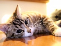 オンライン猫カフェがテレワークの癒しに？（画像はイメージ）
