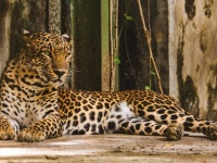 インドの山間部に現れた野生のヒョウが人間に近づきじゃれつく姿を見せ、専門家ら懸念の声