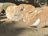 ウサギの奥にナニかいるッ！　長崎バイオパークの〝日常風景〟に1.7万人驚がく