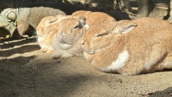 ウサギの奥にナニかいるッ！　長崎バイオパークの〝日常風景〟に1.7万人驚がく