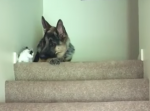 子猫に階段の登り方を教える犬がカッコイイ・・・！