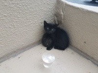 母とはぐれ身を寄せ合って固まっていた子猫3匹を保護。今ではすっかり甘えん坊に（アメリカ）