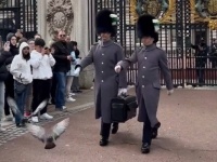 「道を開けろ！」バッキンガム宮殿の衛兵は、ハトに対しても容赦なかった