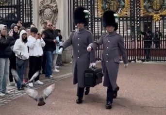 「道を開けろ！」バッキンガム宮殿の衛兵は、ハトに対しても容赦なかった