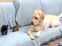 犬氏「こんな可愛い子たちほっとけない！」散歩の途中で出会った子猫を保護する優しいラブラドール