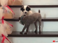 「がんばって！ほらもう少しよ！」階段を下りられなくなった子犬を励ます姉さん犬
