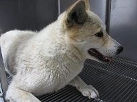 東京都動物愛護相談センターのサイトから