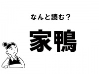 【難読】“やかも”？　「家鴨」の正しい読み方