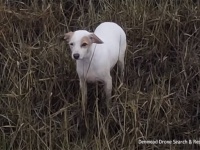 迷子の犬が救えない。最終手段、ドローンにソーセージをぶら下げる作戦で誘導に成功！