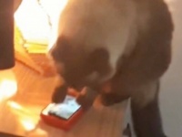 猫が目覚ましを止めたので遅刻しました…「うっさいわ！」と猫がママンのスマホアラームを消してしまう