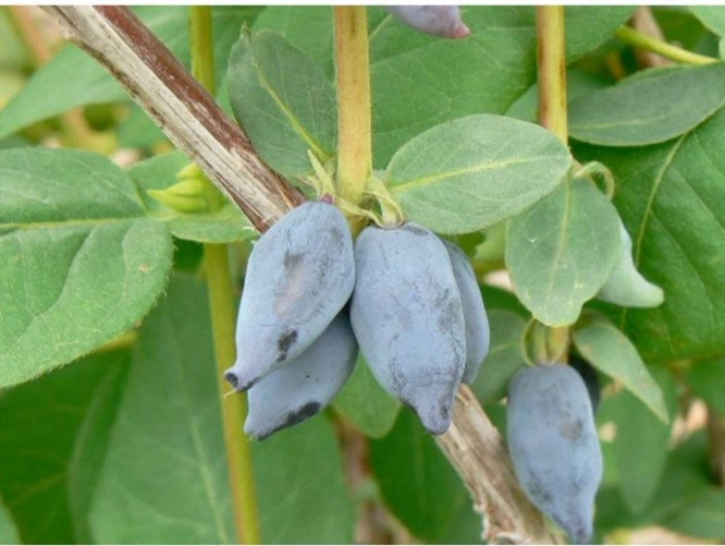 北海道・厚真町だけで栽培されているハスカップ「ゆうしげ」（画像はフルーツラバーズライフ提供）