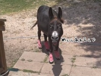 ロバは美声だった。ビブラートを効かせて低音ボイスでお返事するロバ（要音声）