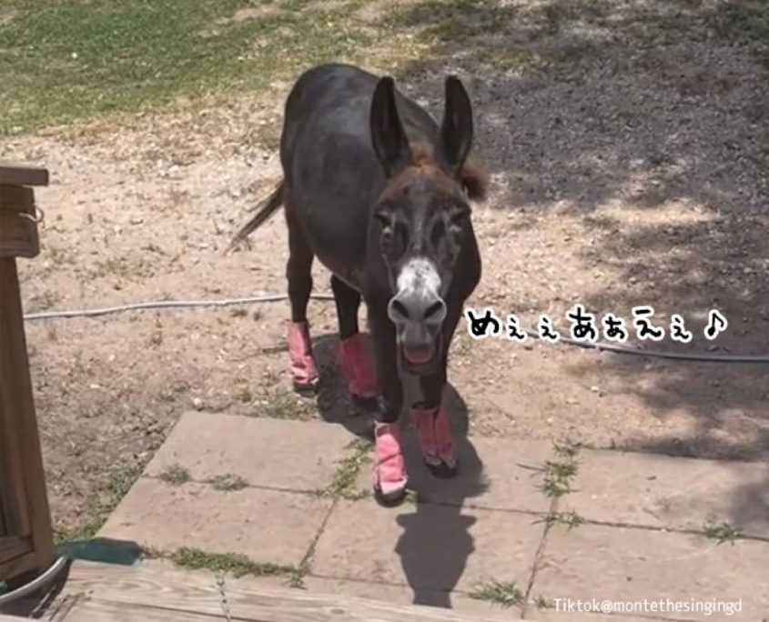 ロバは美声だった。ビブラートを効かせて低音ボイスでお返事するロバ（要音声）