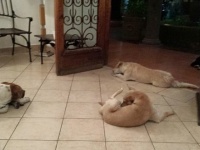 野良犬だって恩を忘れない。日頃お世話をしてくれたおばあさんの葬儀にやってきた犬たち（メキシコ）