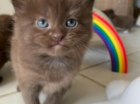 珍しい茶色の毛を持つ4匹の子猫、母猫と共に保護される（アメリカ）