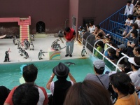 おたる水族館のペンギンショー（MIKI Yoshihitoさん撮影、Flickrより）