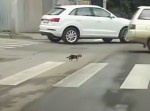 これはアカン！　危険な交差点をヨチヨチ歩く猫ちゃん…