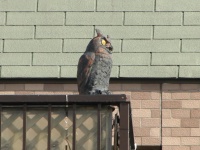 これが、あのミミズクです（Jタウンネット撮影）