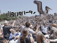 阿鼻叫喚！大学の卒業式に２羽のペリカンが乱入。映画ヒッチコックさながらの騒ぎに（アメリカ）