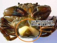 カニのオスに寄生してメス化させる恐怖の寄生動物「フクロムシ」の生態