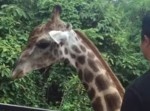 穏やかなヤツほど怒らせると怖い！？　キリンのイメージが覆る動画