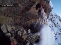 雪山の断崖で犬が遭難！　救助は難航するも意外な結末が・・・