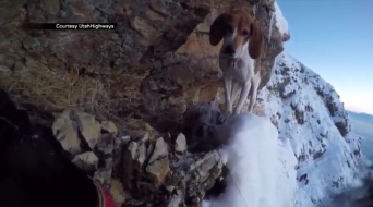 雪山の断崖で犬が遭難！　救助は難航するも意外な結末が・・・