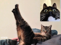 もしも猫がビデオチャットをしていたら？セクシーな猫に魅了される猫たち