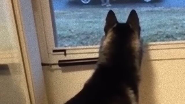 お友達が帰ってしまった...尻尾でその感情がわかる犬