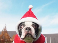 とんだクリスマスだワン！