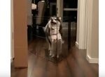 柵を越えようとピョンピョンする子犬。　→次の瞬間、大きいワンちゃんが…！