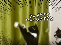 祈祷か？呪術か？猫の動きがあまりにも怪しすぎた？