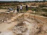 600万年前に大繁栄していた古代ゾウの墓場が発見される