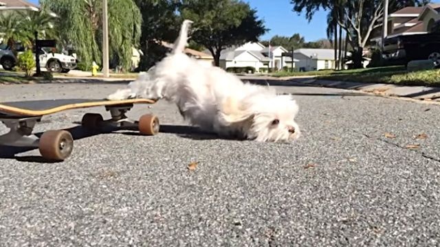 ブルーマンデーには動物たちに癒されたい！やる気をもらえるかもしれない動画を詰め合わせでどうぞ