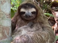 ナマケモノの赤ちゃんが木から落下。悲しみに暮れる母親だが救出され感動の再会