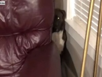 「ちょっと待って、またどっか行っちゃうの？」スーツケースを見ると気分が盛り下がる犬