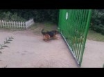ゲートが開いて即逃走！　あまりにも情けないワンちゃんの喧嘩