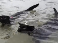元保護猫のネイサンさんとウィニーさん、二匹一緒にスイミング。