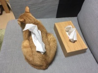 猫型ティッシュケース？（画像はあわきち猫アカウント（＠awkc_bot