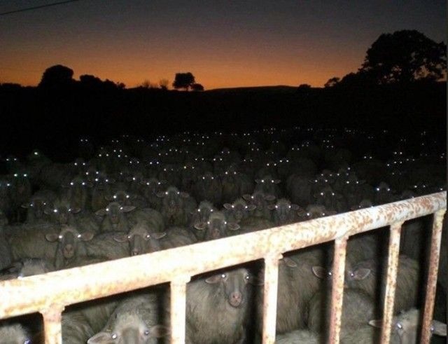 creepy-sheep5_e
