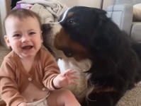 ぼくが守ってあげるから。赤ちゃんが心配で毎晩様子を見に行く大きな犬