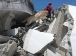 【訃報】地震と戦い、多くの人たちを助けたレスキュー犬が死亡