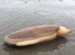“砂浜に潜る貝”の動きが衝撃的すぎた…