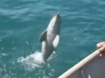 「ありがとう」って言ってるみたい！　助けられたイルカが感謝のジャンプ（動画）