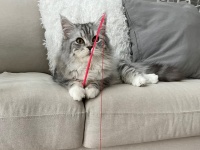 にゃんこが真剣な顔でフィッシング→釣果はまさかの...　抜群すぎるコンビネーションに癒される