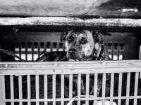 6年間狭い檻に閉じ込められていた2匹の犬、それでも人間を信じていた