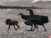 もめてんならこの魚もらってくぜ！ハゲワシから獲物を奪って漁夫の利を得た犬