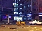 世界一治安が悪い街・ヨハネスブルグで、ライオンが逃亡かと思ったら…